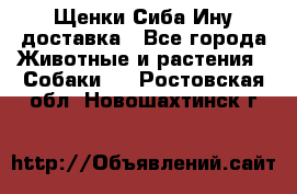 Щенки Сиба Ину доставка - Все города Животные и растения » Собаки   . Ростовская обл.,Новошахтинск г.